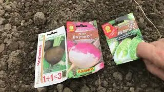 Посадка черной редьки в открытый грунт семенами