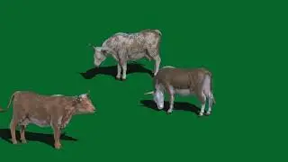 Green screen cows, green screen animals for use in chroma key, no copyright