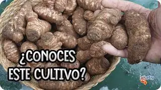 SUPERALIMENTO : Como Y Cuando Plantar Tupinambo o Topinambur - Alcachofa De Jerusalén