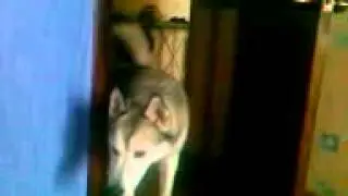айс , хаски, волк, воет .,лает ,