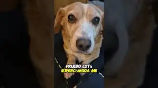 Lolita 🐕 🐶 con su cama nueva de @fancypets por que rompió la anterior que era rosa se la compre