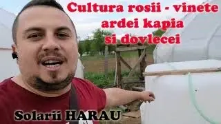 Solarii Harau - Roșii - vinete - ardei kapia - dovlecei - capsuni