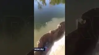Экологи разбираются в причинах массовой гибели рыбы на Урале