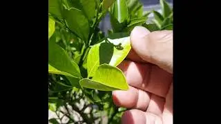 Bệnh Vàng Lá Do Thiếu Chất Sắt Ở Cây Calamondin - Iron Deficiency On Potted Calamondin Tree