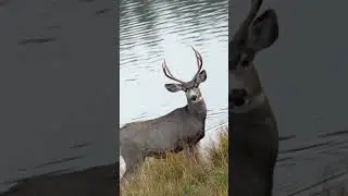 Buck in Southern CO #shorts