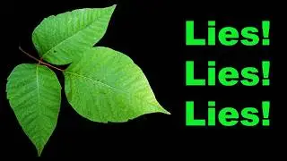 6 Lies You've Been Told About Poison Ivy!