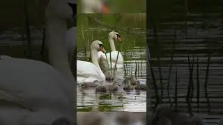 Swan cygnets navigating reed bed on their first ever swim 🦢🦢