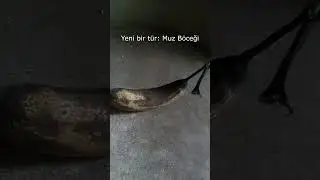Yeni bir tür Muz Böceği #shortsvideo Pov
