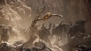 El Rey León 2019 - La Estampida [Latino] 1080