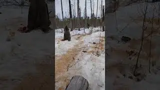 Леса Сибири.Заготовка дров на  снегоходе стелс капитан 200!