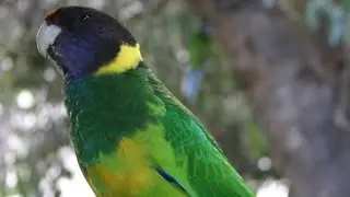 Australian ringneck. Biology. Spoken article. From Wikipedia, the free encyclopedia