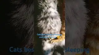 Friendship of grey hair and orange cats 😍 #cat #catlover #kitten #Greyhaircat