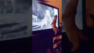 Юмор и кошки, смех и кошки, кошка и огурец
