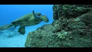 Kawaii Kauai