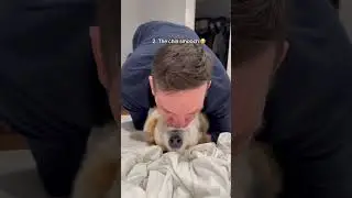 5 cute but also very peculiar videos of my corgi and his dad
