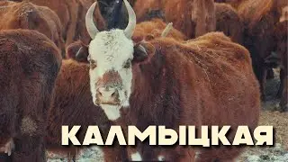Kalmyk breed in Kazakhstan