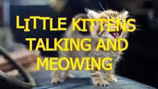 Little Kittens Talking And Meowing