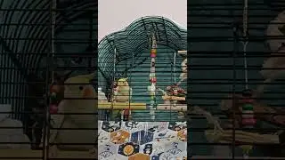 Islak çalan sultan papağanı çok net konuşuyor