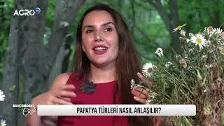 BAHÇEMDEKİ ÇİÇEK | PAPATYA ÇİÇEĞİ