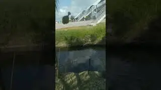 какая пугливая рыбка 