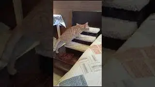 Michiko.ru | Кот Лучик ищет дом. Отдаем бесплатно. Кошки в дар в добрые руки.