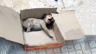 The tiny puppy cried and called for help while lying in the box, but there was no one nearby!