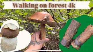 Relaxing Walk in the Forest.What I find? Mushrooms and shells from WW2!
