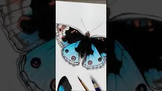 Amazing Time-Lapse painting of a butterfly😊😍#shorts