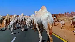 Camel Parade #camels #shorts