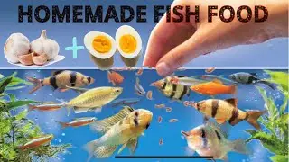 Homemade fish food #fishfood #fish