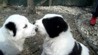 cuccioli di NAGYSH x Kara-Kele DERTTI a 46 giorni
