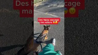 « c’est pas une Porsche » il m’a dit 🤦‍♂️ #chien #malinois #nino #dog