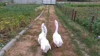 Гуси