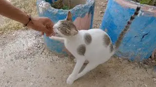 The stray cat is very excited, but she can't wait for mealtime.
