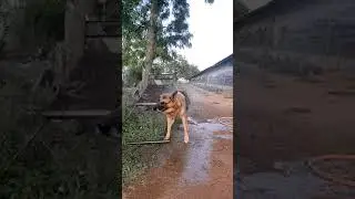 German Shepherd Slow Motion  