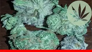 Blueberry Cheesecake - All About This Strain