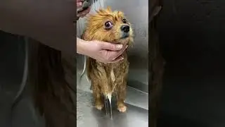 Pomeranian Dog Grooming