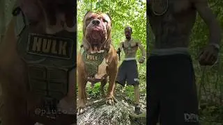 Biggest Pitbull in this World 🥵🔥 || Aggressive Pitbull Hulk Huge Size Pitbull Dog 😱 
