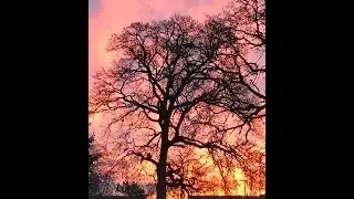Spring Sunrise Surprise Silhouette Tree on An Acrylic Pour Background #LoveSpringArt2017