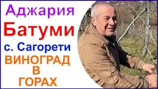 Поездка в горы Аджарии. Село Сагорети (Pirveli Maisi) . Виноградник и винодельня Нодари Шервашидзе.