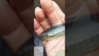 ikan. betik sakti