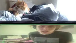 Wintvr Vs. Maine Coon