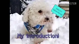 My introduction! ll Maxfluffurix (Read description)