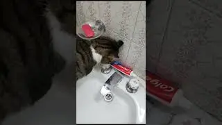 Bonita la bonita 😺 #5  Temporada 5 (2023)