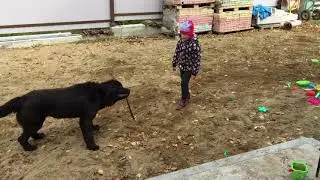 КТО СИЛЬНЕЕ И ХИТРЕЕ????
