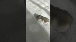 мой хомяк стёпа🐹🐹