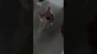 Кошка Соня купается в ванне!