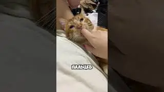 Почему кошки обожают сосать пальцы? 🐱👅🤔 