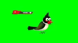 bird cartoon green screen|green screen video|nocopy right birds green screen