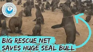 Big Rescue Net Saves Huge Seal Bull